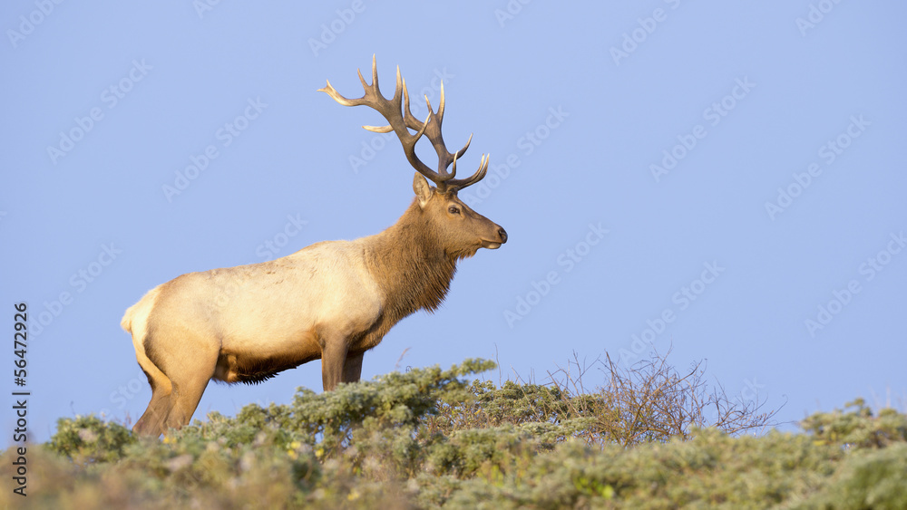 Fototapeta premium Tule Elk in Sunset light