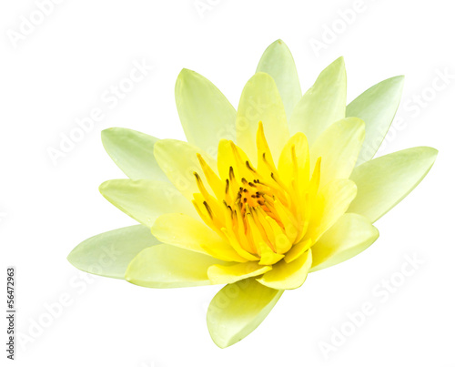 yellow lotus on white background