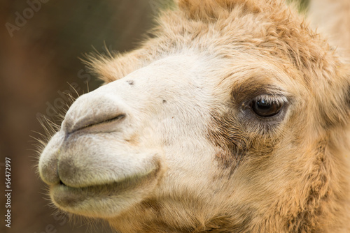 camel head © imphilip