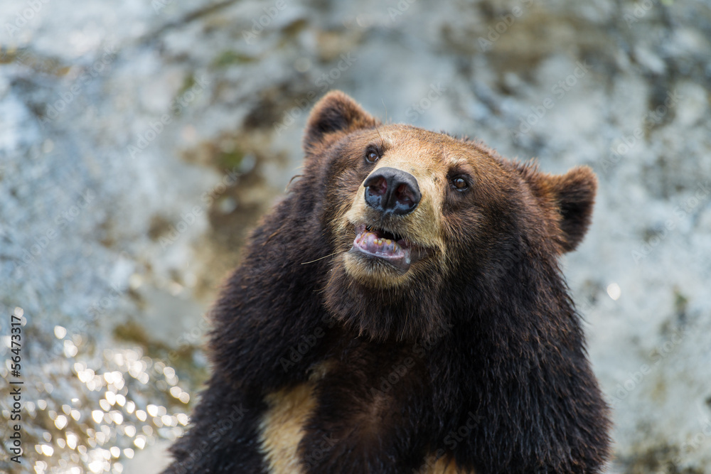 Fototapeta premium bear head