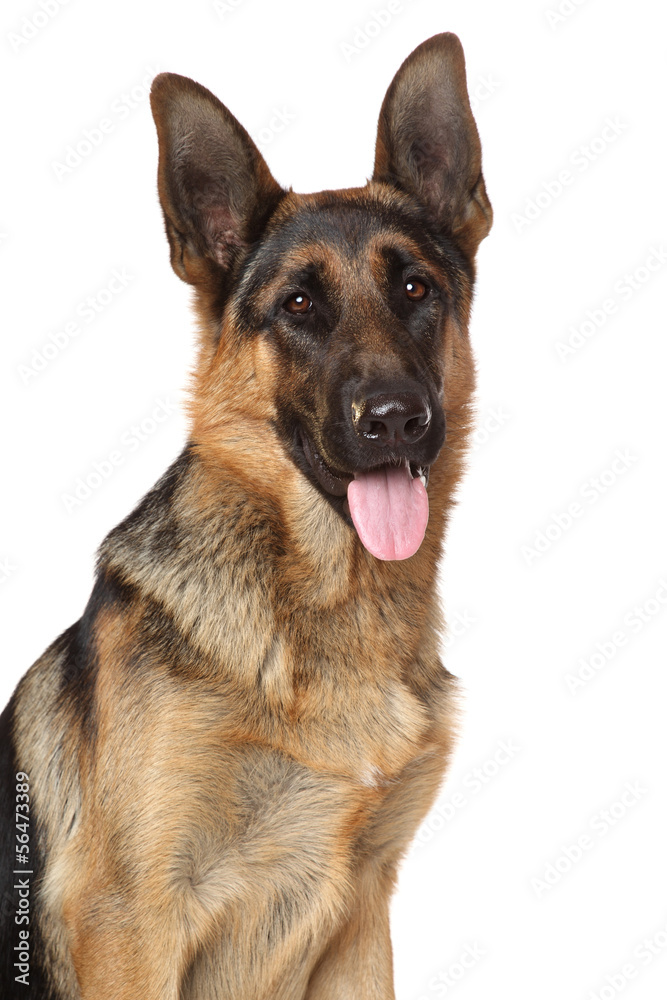 German Shepherd dog. Close-up portrait