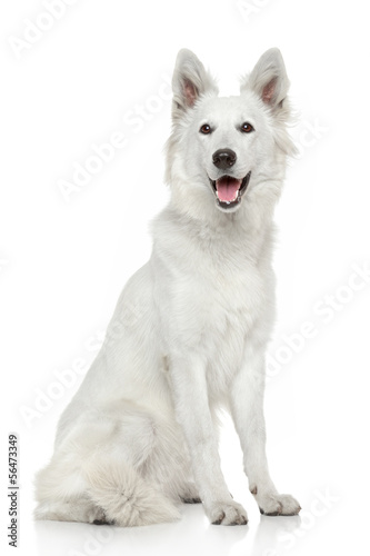 Fototapeta Naklejka Na Ścianę i Meble -  White Swiss Shepherd dog on white background
