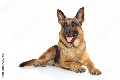 Fototapeta Naklejka Na Ścianę i Meble -  German Shepherd dog