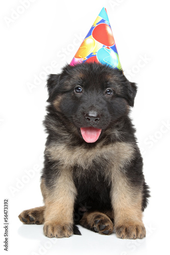 Fototapeta Naklejka Na Ścianę i Meble -  German shepherd puppy in party cone