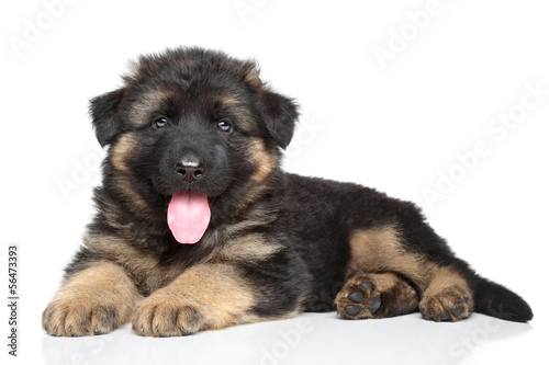 German shepherd puppy