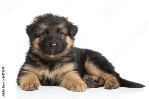 Fototapeta Naklejka Na Ścianę i Meble -  German shepherd puppy