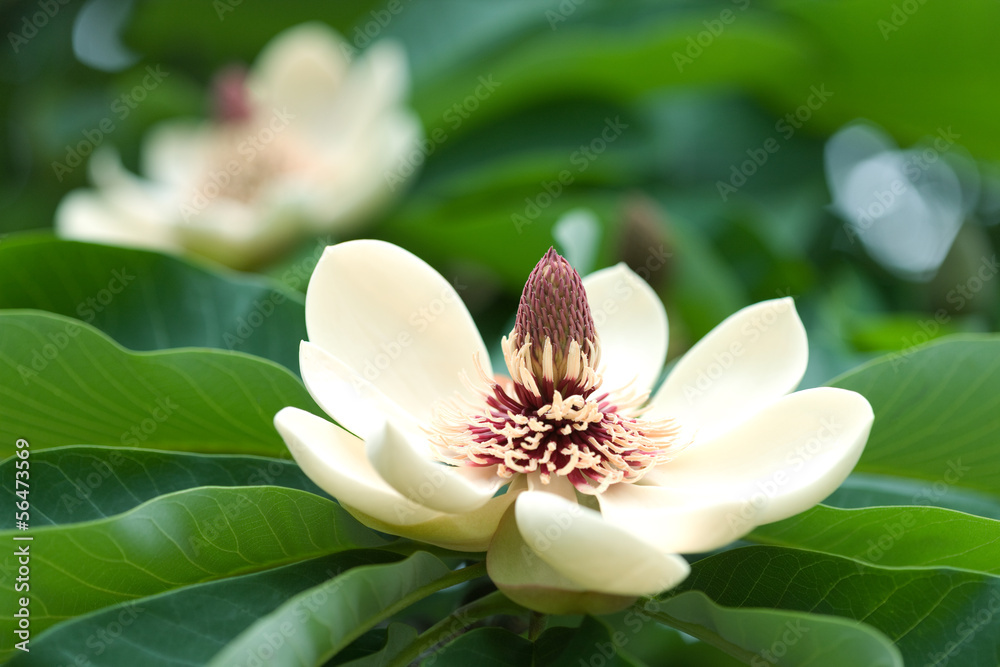 Obraz premium ホオノキの花