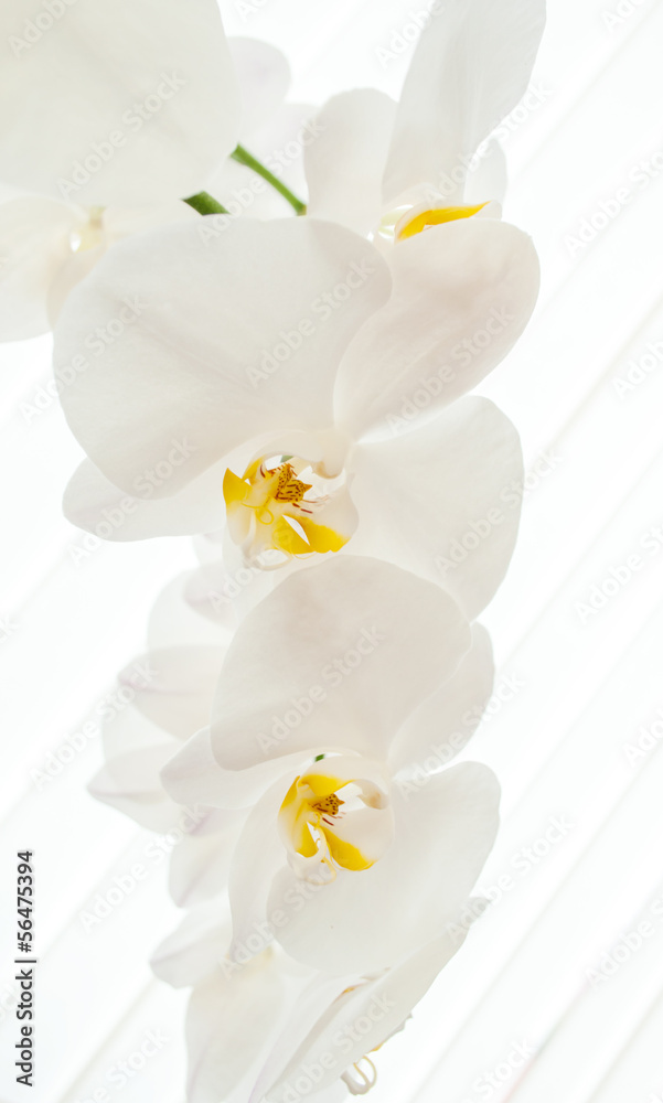 Obraz premium Zbliżenie: białe orchidee na jasnym tle.