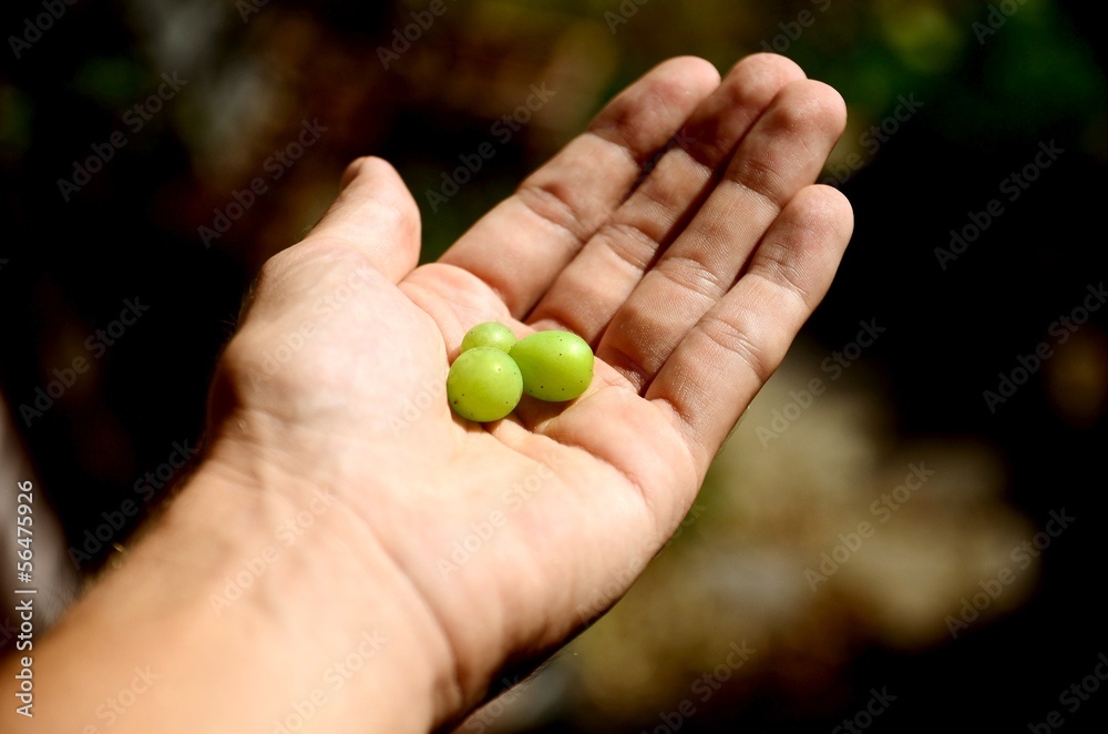 Hand mit gesunden Trauben im Herbst aus Piemont, Italien Hand mit gesunden Trauben im Herbst aus Piemont, Italien