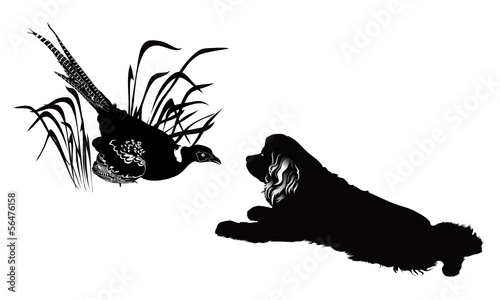 bird pheasant and the American Cocker Spaniel