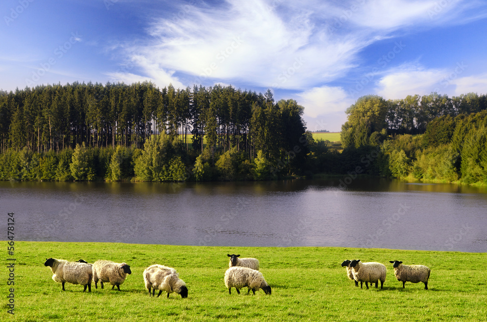 Naklejka premium blacksheeps