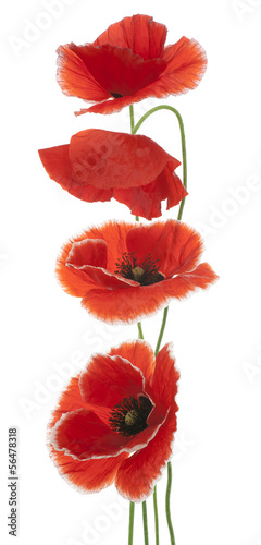 Fototapeta Naklejka Na Ścianę i Meble -  poppy