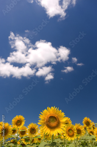 Fototapeta Naklejka Na Ścianę i Meble -  ヒマワリ畑と青空