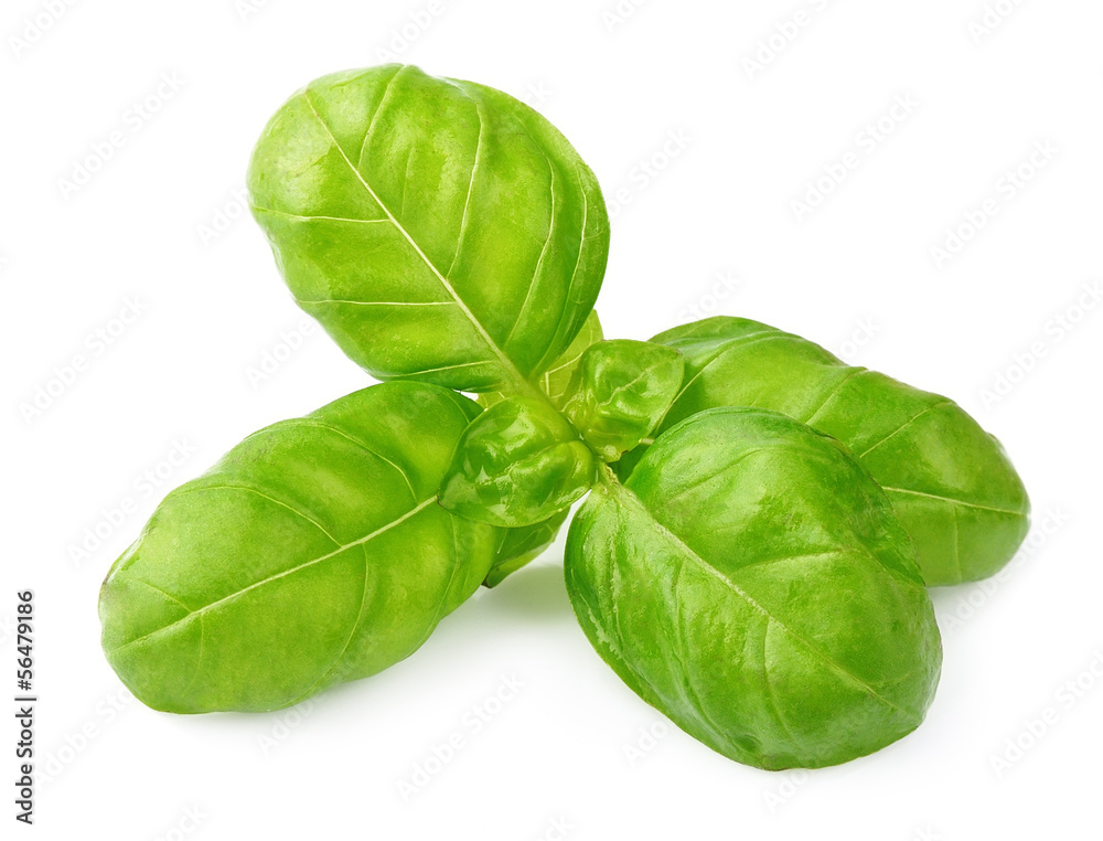 Fototapeta premium Fresh basil leaves isolated