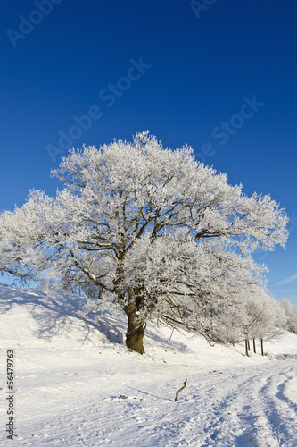 Snowy old Oak tree