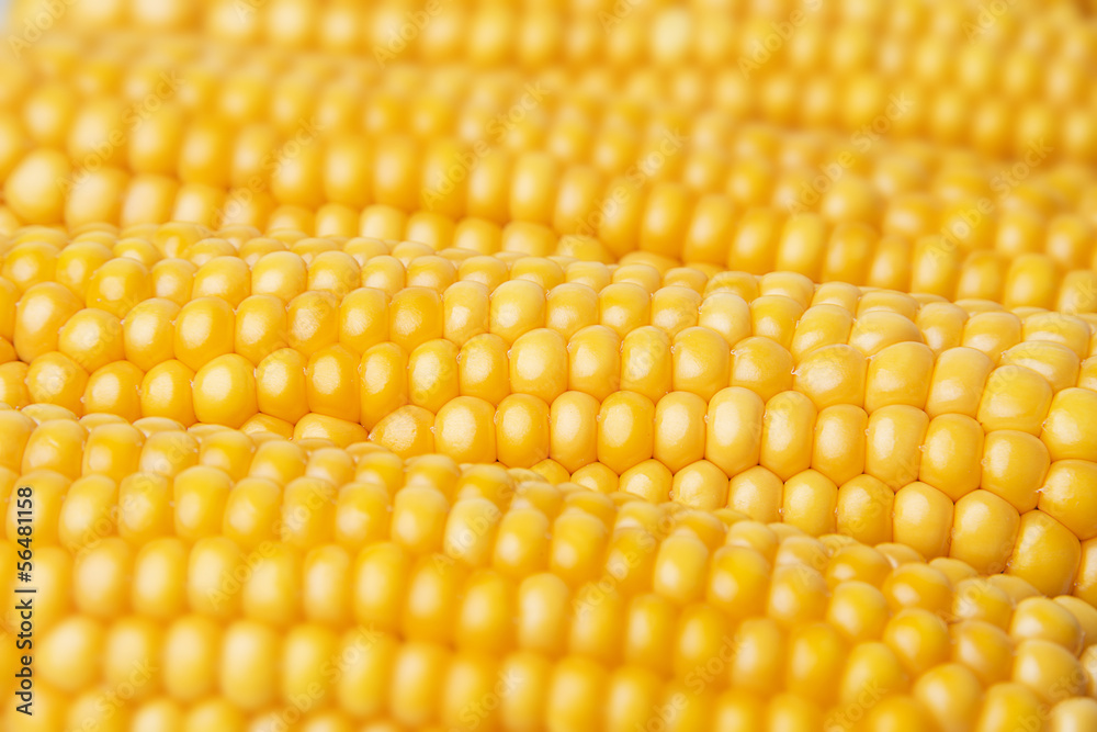 golden corn textured background golden corn textured background