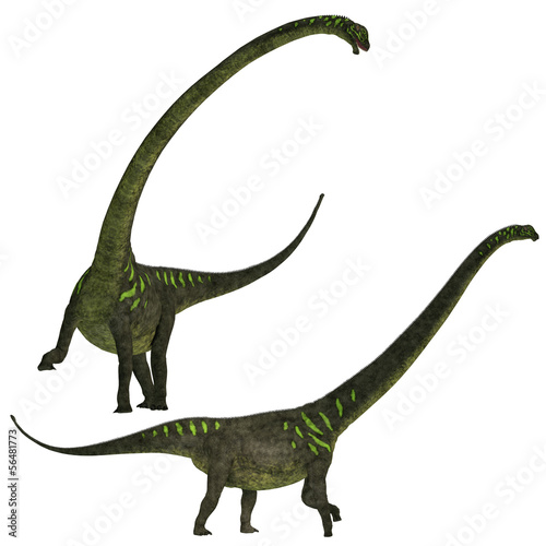 Mamenchisaurus youngi