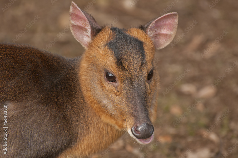 Fototapeta premium Muntjac