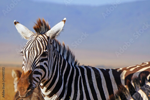 Zebra en Area de Conservacion Ngorongoro. Tanzania