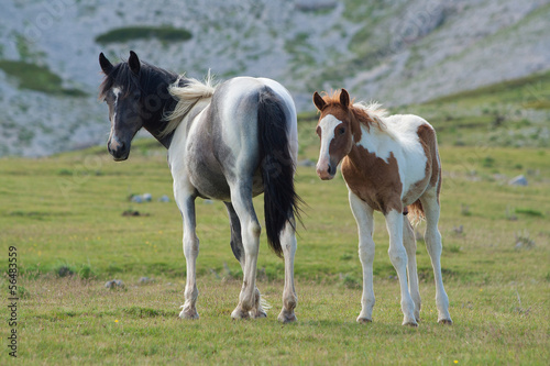 Horses