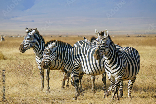 Grupo de zebras . Area de Conservacion Ngorongoro. Tanzania