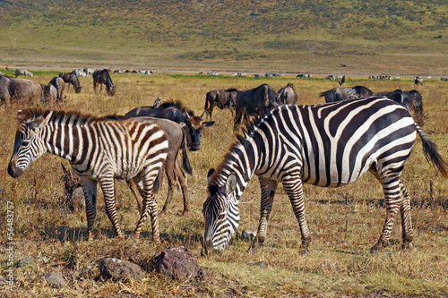 Grupo de zebras en el area de Conservacion Ngorongoro. Tanzania