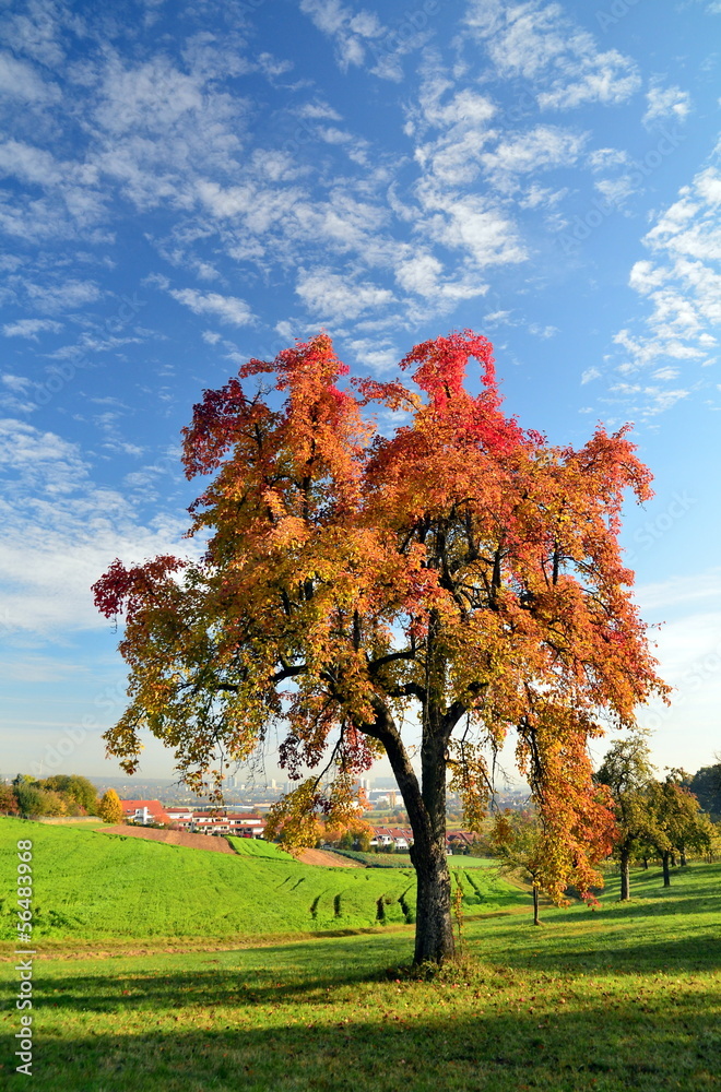 Birnbaum in Herbstfarben Birnbaum in Herbstfarben