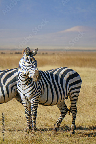 Zebra . Area de Conservacion Ngorongoro. Tanzania