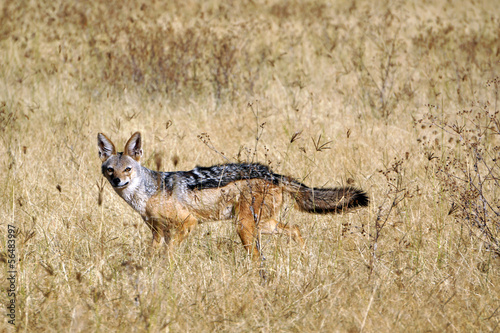 Chacal de dorso negro. Area de Conservacion Ngorongoro. Tanzania