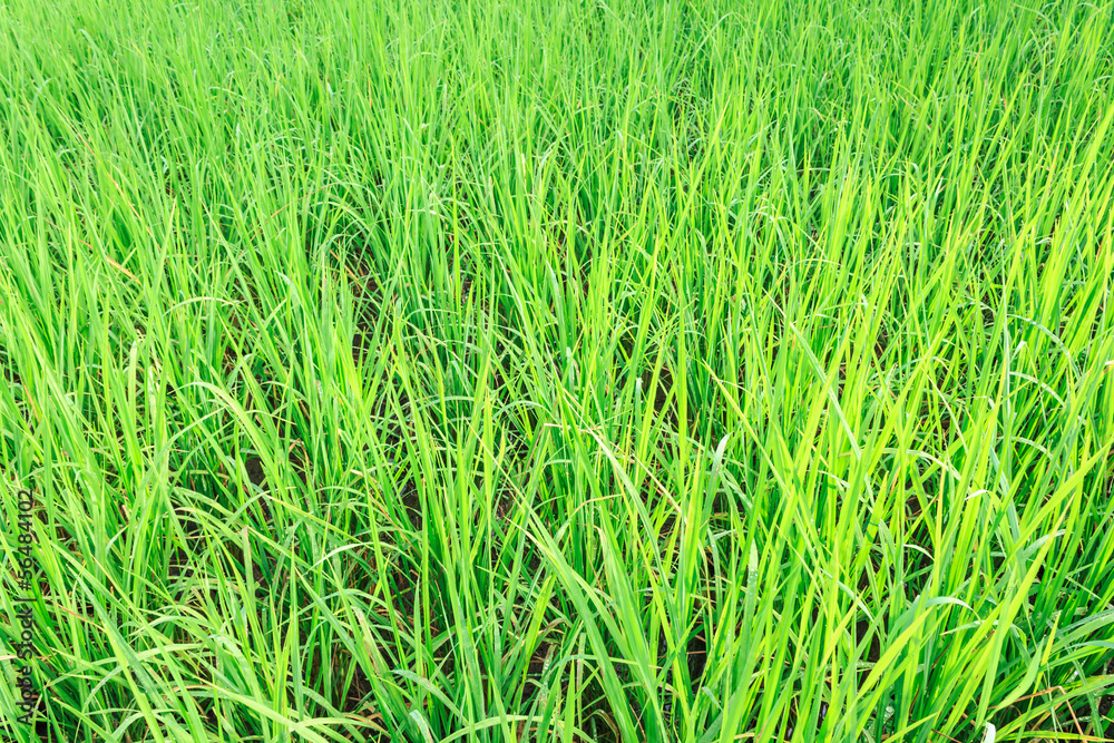 Thailand rice field Thailand rice field
