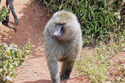 Babuino en Area de Conservacion Ngorongoro. Tanzania photo