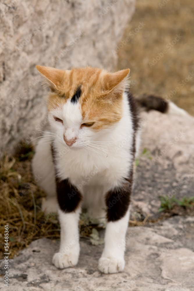 Tri-color cat who lives in the ruins of Athens, Greece