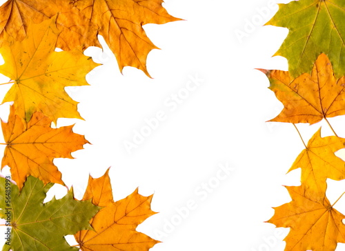 autumn  leafs as  background