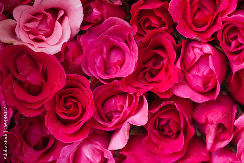 Red roses close up. Red roses close up.