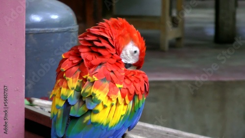 Close up video of Scarlet Macaw. photo