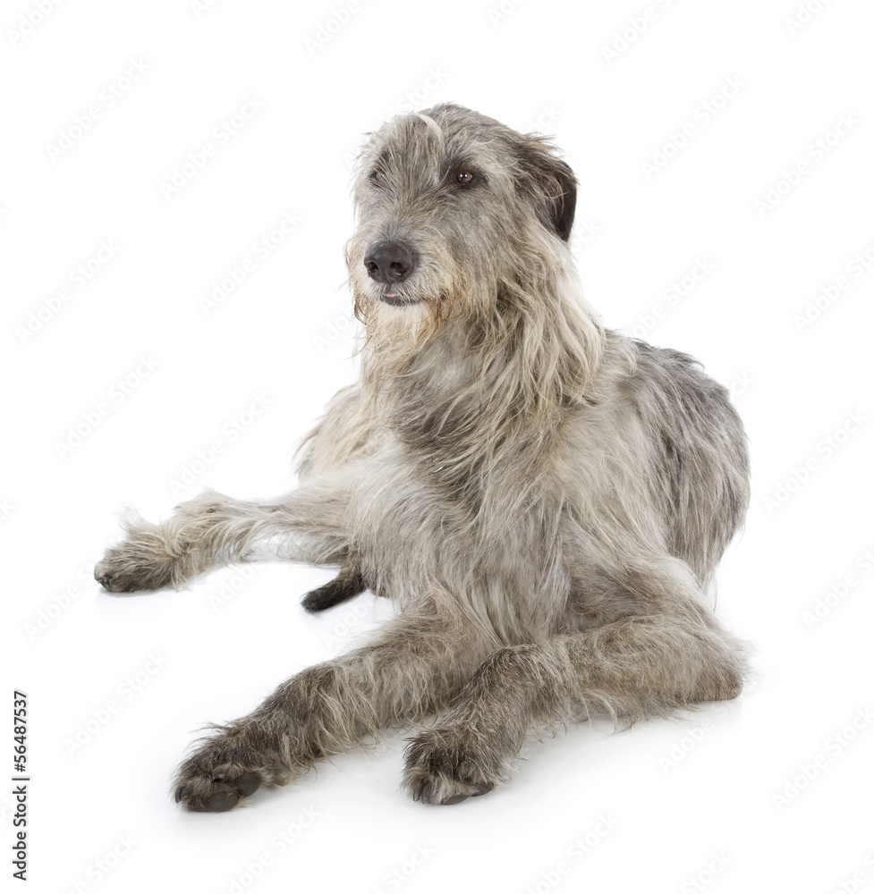 Irish Wolfhound