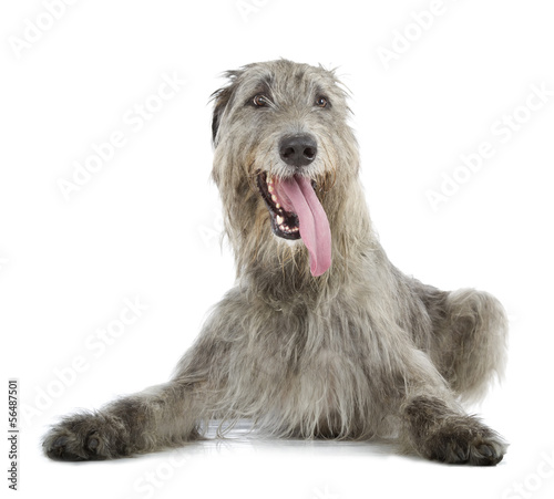 Fotografie Irish Wolfhound