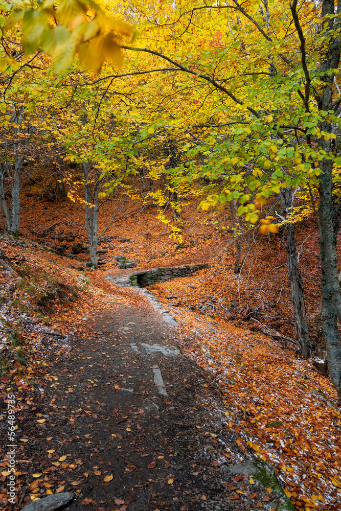 Fototapeta premium Rustic bridge in autumn. Hayedo de Tejera Negra, Spain