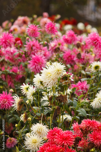 Colorful dahlia flower