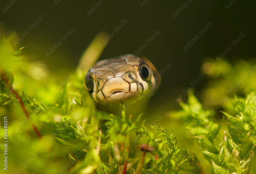 Fototapeta premium Grass snake