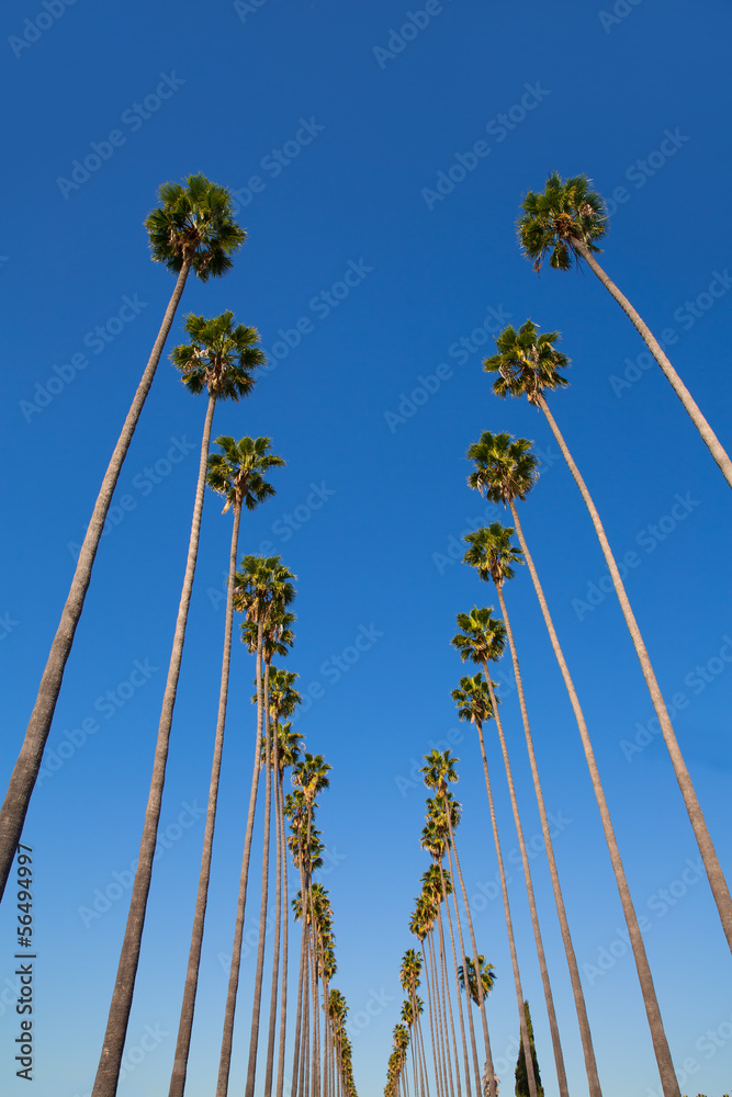 Obraz premium LA Los Angeles palmy z rzędu typowe dla Kalifornii