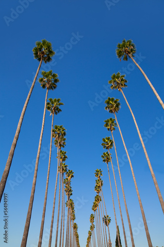 LA Los Angeles palm trees in a row typical California