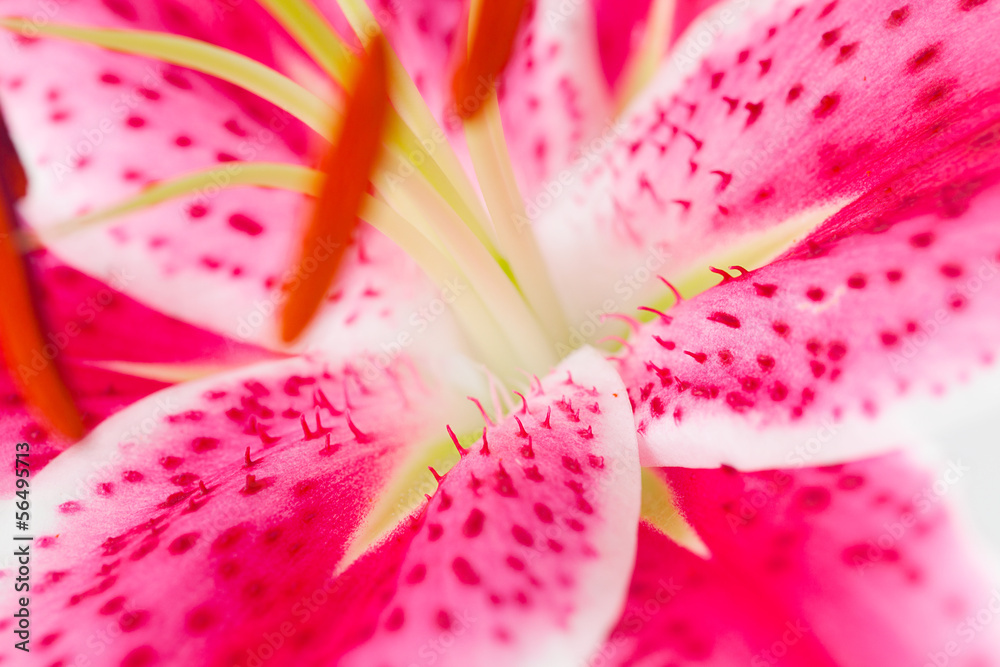 Beautiful lily close-up view Beautiful lily close-up view