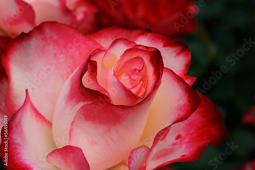 Crimson White Rose