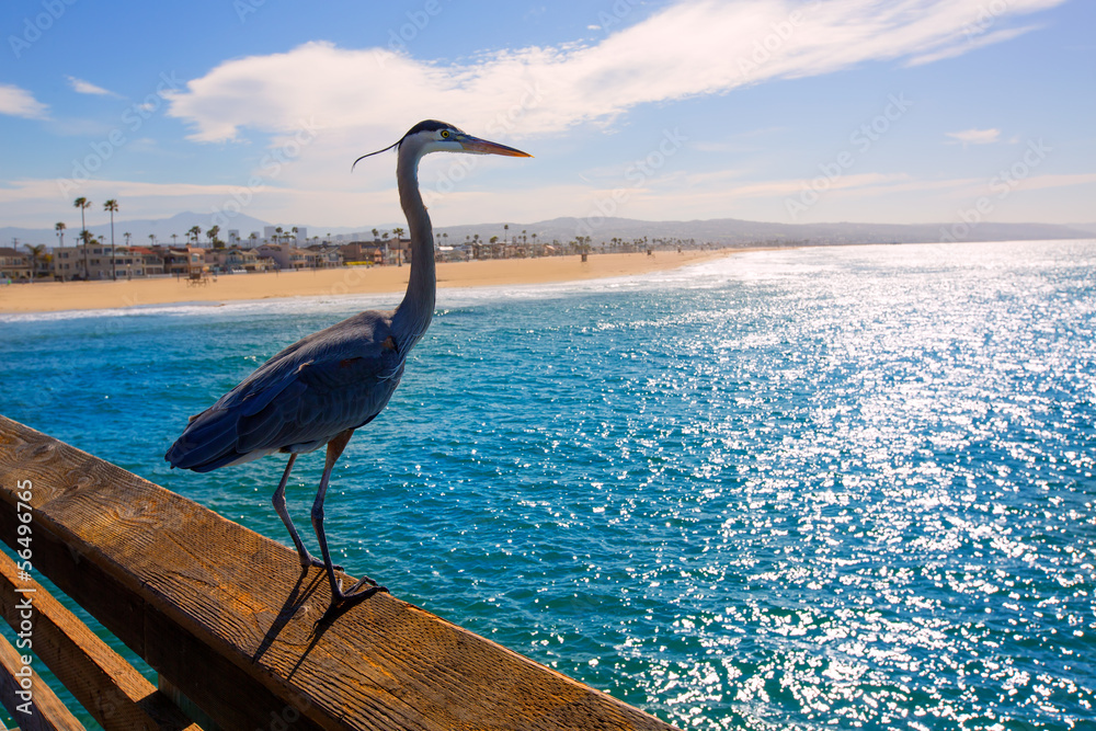 Fototapeta premium Blue Heron Ardea cinerea in Newport pier California