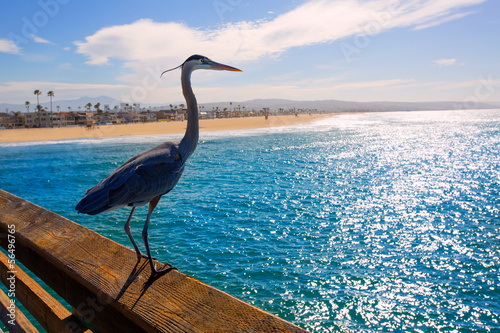 Blue Heron Ardea cinerea in Newport pier California