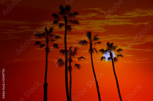 California high palm trees sunset sky silohuette