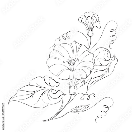 Bindweed flower in white.