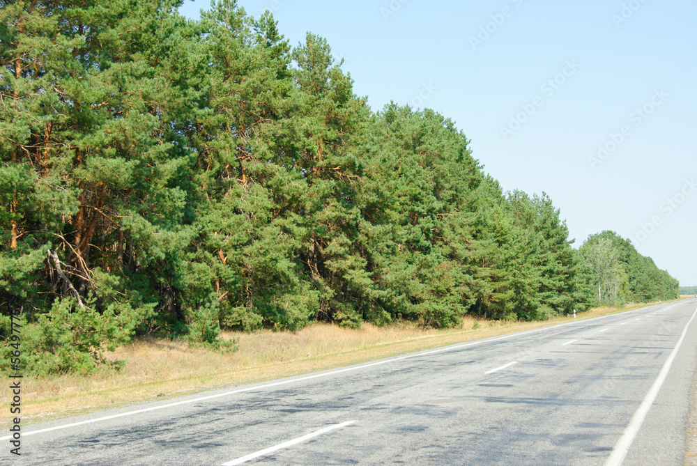 Pine forest and road on blue sky background
