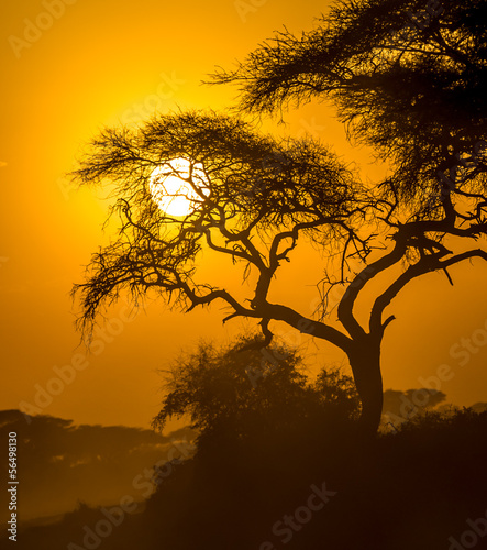 african sunset in savannah